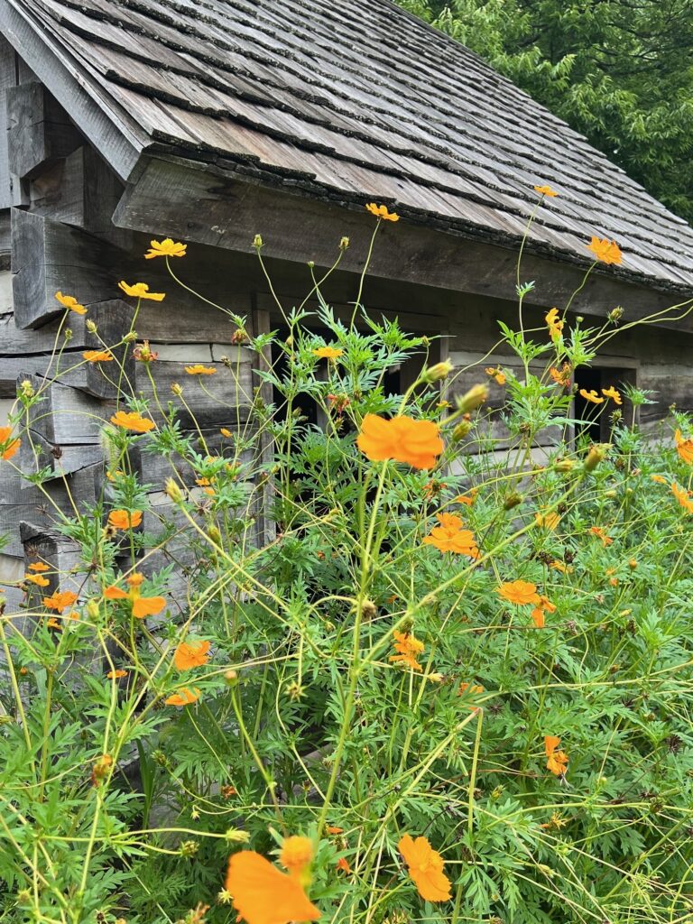 Cosmos flowers next to Lenz House barn
